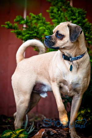DFW Pug Rescue-36