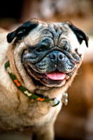 DFW Pug Rescue-14