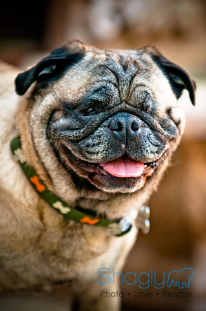 DFW Pug Rescue-14