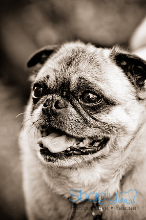 DFW Pug Rescue-10