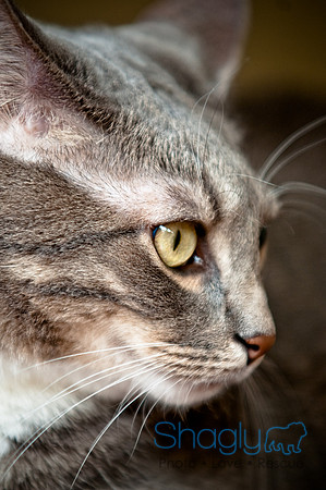 Smokey and Gracie-25