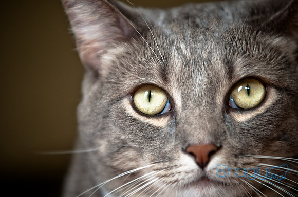 Smokey and Gracie-27
