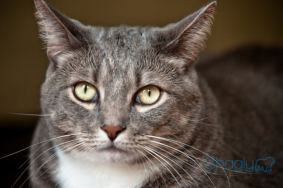 Smokey and Gracie-28