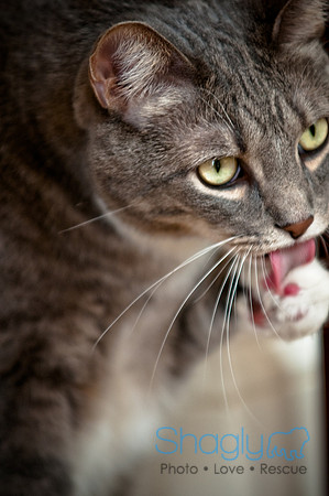 Smokey and Gracie-13
