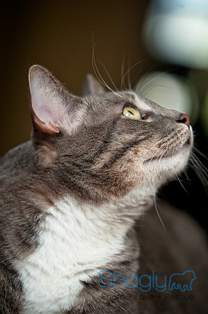Smokey and Gracie-35
