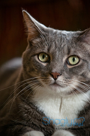 Smokey and Gracie-48