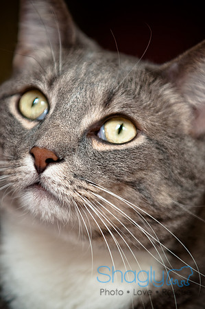 Smokey and Gracie-30