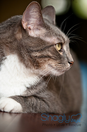 Smokey and Gracie-34