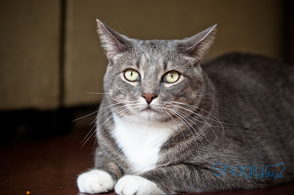 Smokey and Gracie-29