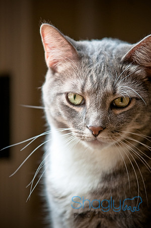 Smokey and Gracie-59