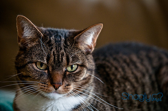 Smokey and Gracie-55