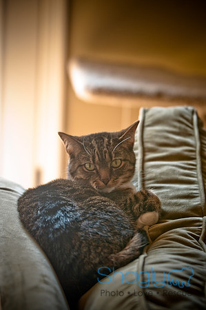 Smokey and Gracie-56