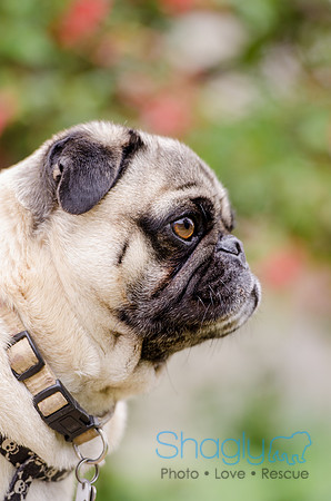 Pug-5