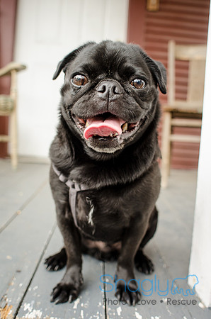 Pug-9