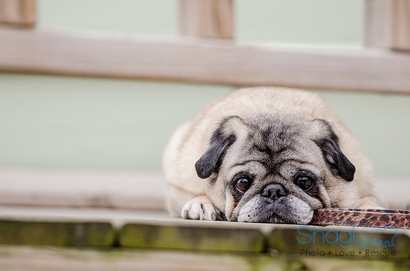 Pug-21