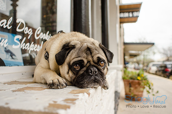 Pug-7