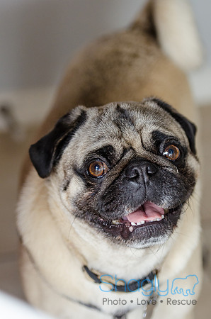 Pug-2