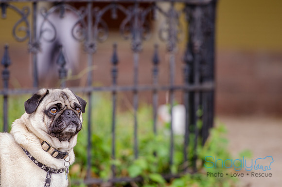 Pug-19