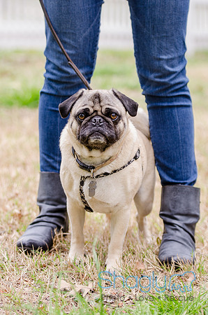 Pug-3