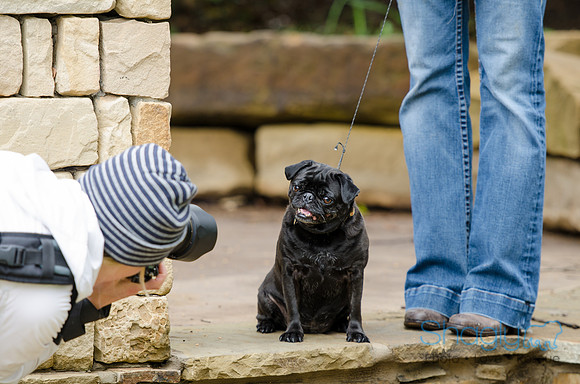 Pug-1