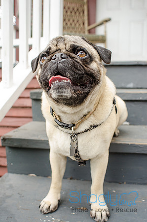 Pug-10