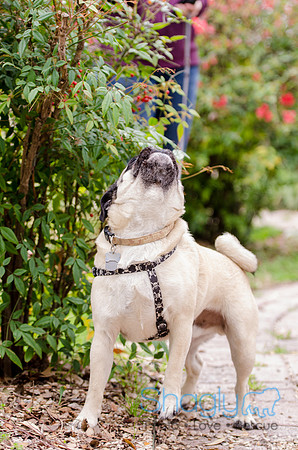 Pug-10