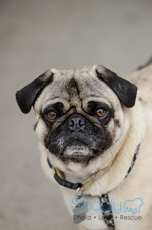 Pug-1