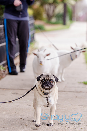 Pug-16