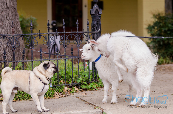 Pug-20