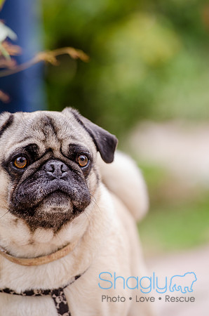 Pug-11