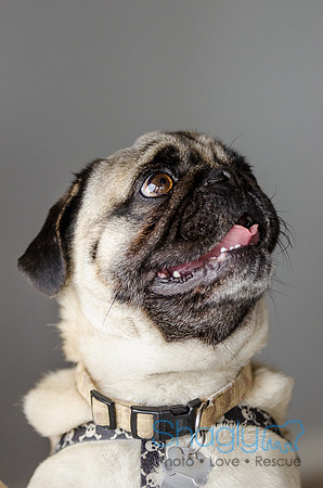 Pug-3