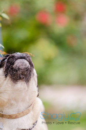 Pug-12