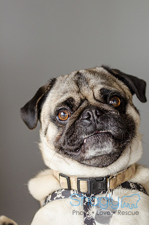 Pug-4