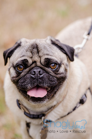 Pug-6