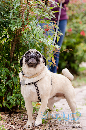 Pug-8