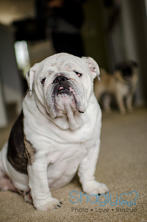 Pug-5
