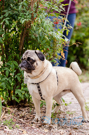 Pug-9