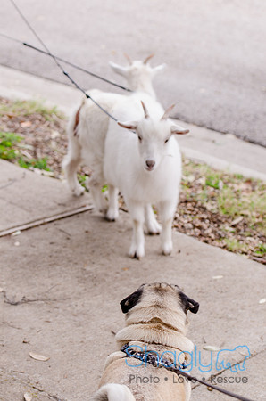 Pug-15