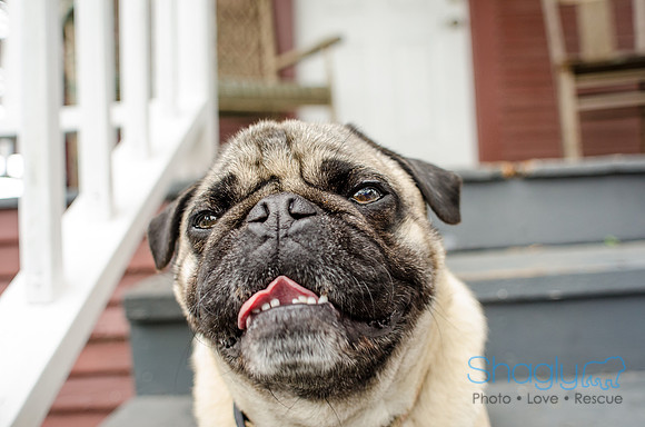 Pug-11