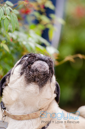 Pug-7