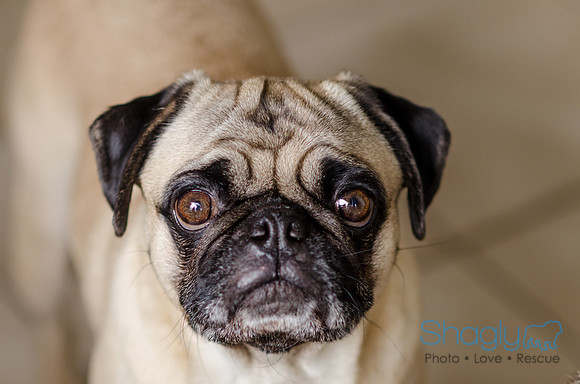 Pug-1