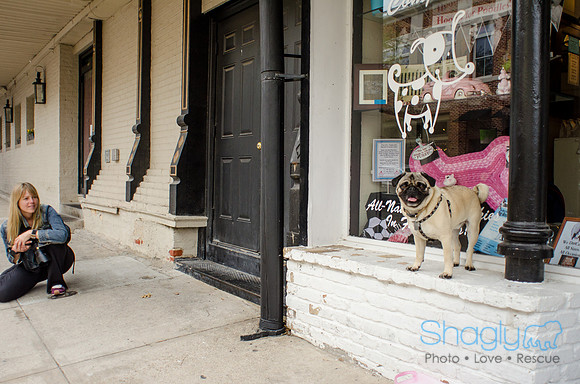 Pug-6