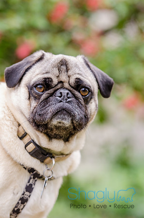 Pug-4