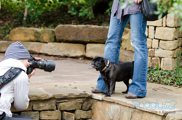 Pug-2