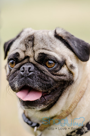 Pug-2