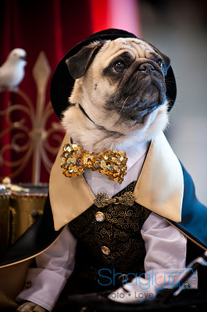 PugOWeen-3177