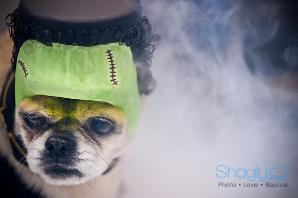 PugOWeen-3347