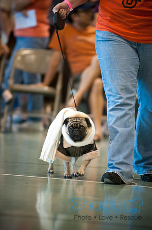 PugOWeen-2733
