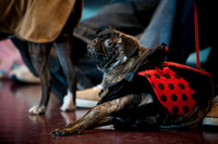 PugOWeen-2718