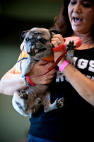 PugOWeen-2682